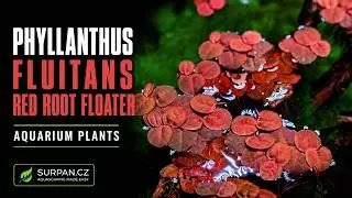 Phyllanthus fluitans (Red Root Floater) - Muteň vzpl&yacute;vav&aacute; - Akvarijn&iacute; rostliny | SURPAN.cz