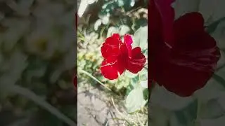 #bloomingnature #red #ros&eacute; rose