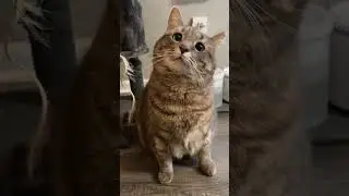 Cat Hits Owner With The Sad Eyes