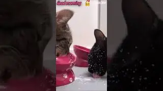 Good morning 🌞😽 #cuteanimals #милыеживотные  #смешныеживотные #shorts  #шортс #funnyanimals