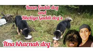 Himachali Baan Gaddi dog and Bhotiya Gaddi dog's