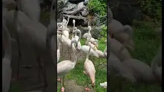 Flamingo 🦩#travel #life #birds #flamingo#viral #thailand #zoo #yoytubeshorts #youtube #daily vlog