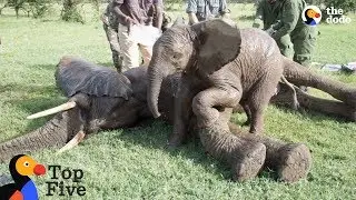 Baby Elephant Stays With Injured Friend + Awesome Animal BFFs | The Dodo Top 5 - Best Friends Day