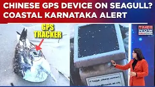 Karnataka Alert: Chinese GPS Tracker Found On Seagull Near Naval Base? All You Need&nbsp;To&nbsp;Know&nbsp;|&nbsp;Watch