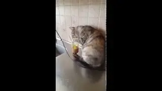 Katt dricker choklad ur dricksglas