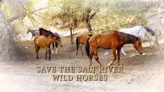 Trailer - Save The Salt River Wild Horses