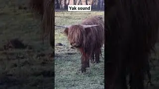 Yak sound #animalsounds. #animals.