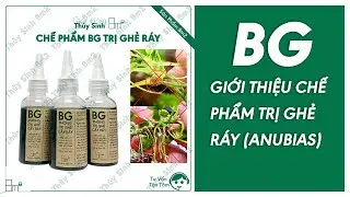 Giới Thiệu BG 8m2 -  Chế Phẩm (Thuốc) Trị Ghẻ Ráy Thủy Sinh | Hướng Dẫn Trị Bệnh Ghẻ Cây Ráy