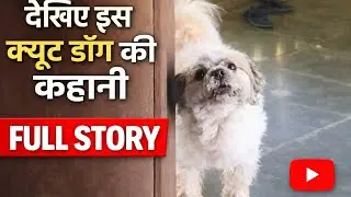 Meet The Most Adorable Dog That Will Steal Your Heart  🐶 puppy sounds