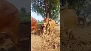 Happy new year #song #love #cow @Shuddhghrit-9M