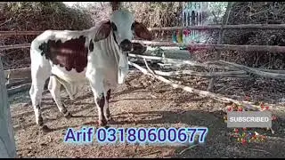 cholistani beautiful bull and ablug bull For Sale #owner Arif 03180600677