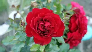 Winterthur Rose Garden