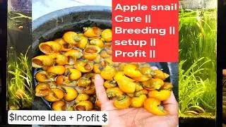 Apple Snail Farming | Care | Breeding | Food |Tank Setup | Profit & Sale  #apple #snail #aquarium