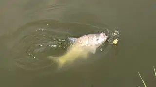Catla Fishing Hook - The World's Most Advanced Fishing Hook | catla fish catching by hook