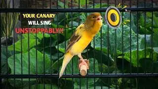 Your Canary Will NOT STOP SINGING With This Training Song‼️Belgian canary🐦