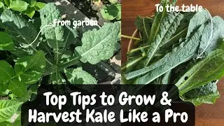 How to Harvest Kale from Your Patch Garden / Expert Tips & Tricks for a Bountiful  Harvest