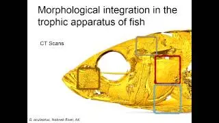 Integration of Ecological Genomic Approaches in the Study of Adaptation and Speciation in Fishes