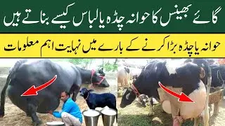how to increase udder size of cows and buffaloes