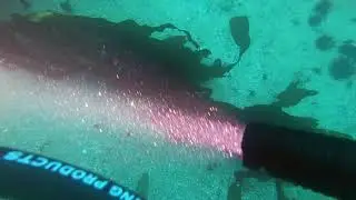 SCUBA boat dive at Point Loma Kelp Beds