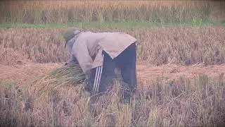 Farm Logistics: Transporting the Rice Harvest Manually _FarmersLife _Shorts