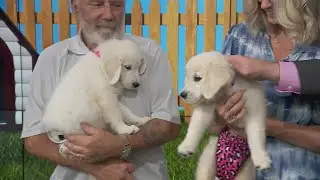 Adopt-A-Pet: As Good as Gold &ndash; Golden Retriever Rescue of Illinois