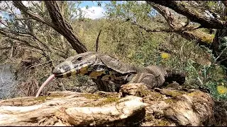 Amazing Interaction With A Wild Lace Monitor!