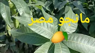 أزاي تعرف أصناف المانجو عن طريق الأوراق الخضرية و الرسم التشريحي للورقة ✅🥭 | الجزء الأول 🥭