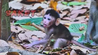 Saket viral story of newborn monkey with training skill | The World Animals