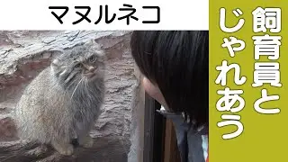 【マヌルネコ】飼育員とじゃれあい！＠那須どうぶつ王国　Pallas cat - playing with zoo keeper