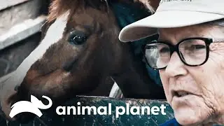 Um cora&ccedil;&atilde;o enorme | The Bond | Animal Planet Brasil