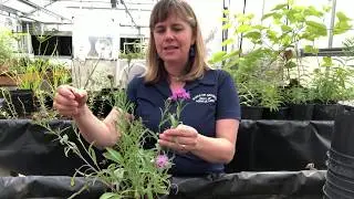 Meadow Knapweed Revisit