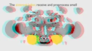 Functional regions in the fly brain - exploded view