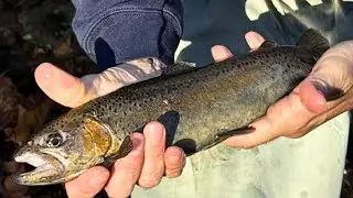Mastering Winter Trout Fishing with Chris Matuson 📱