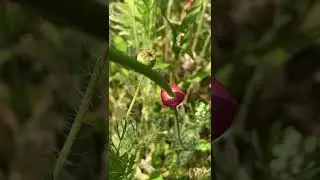 #plants #colour #stem #curious #unusual #summer #red