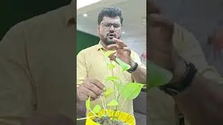 Money Plant Myths vs Reality | Dr Sanjay Yadav | #vedemy #biology #science #moneyplant #plants