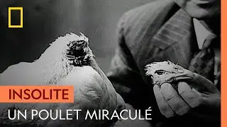 L'incroyable histoire de Mike, le poulet sans t&ecirc;te