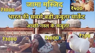 Jama Masjid kabootar market || भारत की सबसे बड़ी कबूतर मार्केट