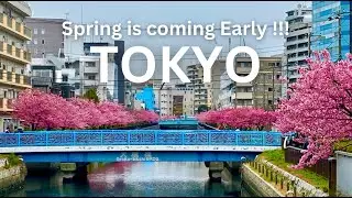Early Sakura Alert| Kawazu Cherry Blossoms at Oyokogawa Promenade Near Kiba Park| Spring| JapanVlog