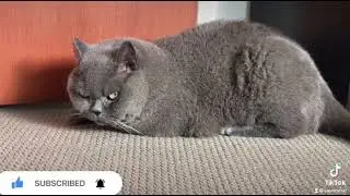 Charlie love u all best friends #cat #funnycats #funny