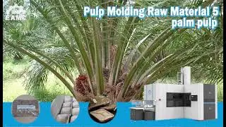 Pulp Molding Raw Material 5: palm pulp