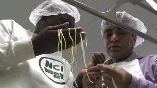 Northern Crops Institute