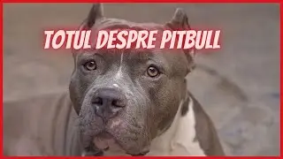 Caine Pitbull. Caracteristicile rasei, legislatie, poze si marturii