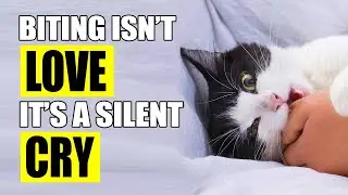 If your cat bites you, Dont IGNORE this signs!