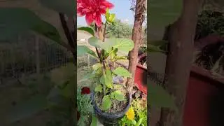first dehliya flower in my garden