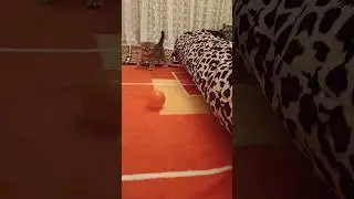esti j&aacute;t&eacute;k a macska szob&aacute;ban ☺️😺 #britmacska #kiscica #macska #cicavideo