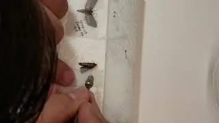 Upside down spreading method of Atteva aurea.