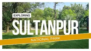 Exploring Sultanpur National Park | Sultanpur Bird Sanctuary | Gurgaon
