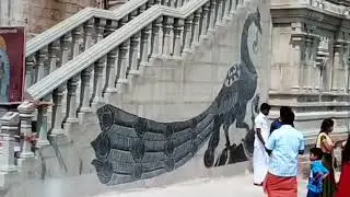 THRUMALAI KOVIL കൊടും വിഷമുള്ള  അണലി പാമ്പ് ക്ഷേത്രത്തിന്റെ പടിയിൽ