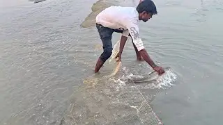 How do these hunters hunt big fish with small nets #fishhunting2 #fishing 