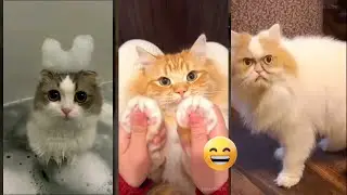 Funny Pets 😻 #animals 😅 #cathouse Part 4011